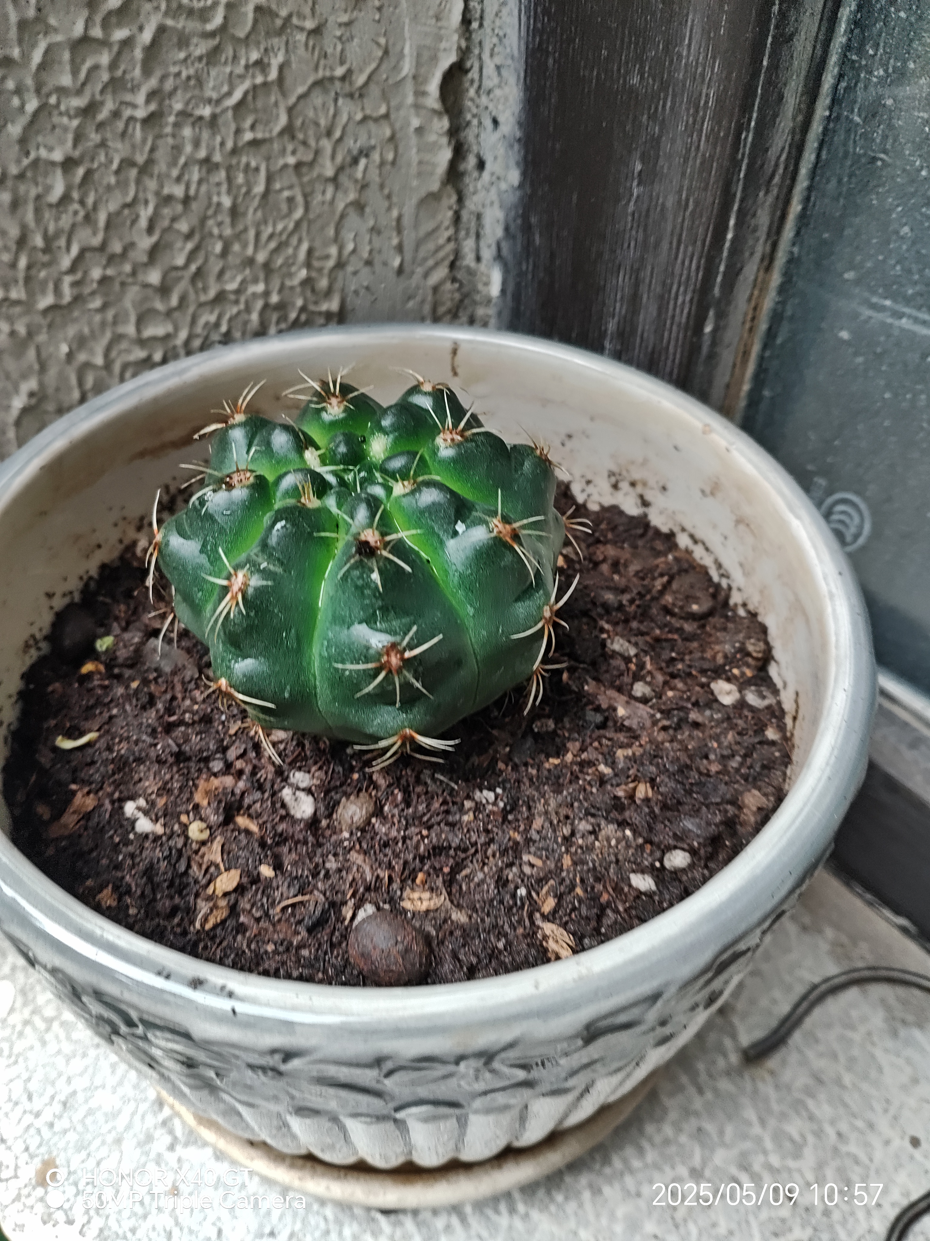 仙人球绯花玉开花带花苞仙人掌类多肉绿植物桌面花卉小盆栽 黄美人直径6-8厘米 不含盆 实拍图
