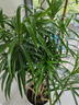叹为观止 大型盆栽 单杆辫子发财树天堂鸟绿萝散尾葵办公室内开业乔迁礼品 柳叶百合竹1.2-1.4米 含盆 实拍图