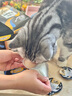 希宝小魔勺幼年期成年期老年期猫宠物零食 香嫩鸡肉配方10g*32勺 实拍图