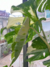 美乐棵 天南星科营养液家庭园艺花肥肥料园艺种植液浓缩植物营养液500ML 实拍图