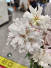 卓尔（K&F CONCEPT）适用DJI大疆Pocket3三脚架大疆支架桌面灵眸口袋云台相机延长杆手持自拍杆便携迷你三角架加长版 实拍图