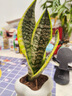 佰花锦办公桌面绿植盆栽发财树室内客厅奶油风网红盆景精致美观四季好养 虎皮兰+PVC白泡泡盆 整体高度约15-25cm 实拍图