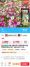 北蔬 波斯菊野花种子苗四季开好种盆栽花卉籽 格桑花种子20g约2000粒 实拍图
