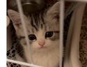 憨憨宠猫笼折叠猫笼子大号猫别墅加粗加密双层猫舍猫窝宠物猫咪用品家用 白色 600双层 实拍图