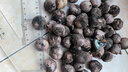志褚独头蒜大蒜头 2024云南大理紫皮独蒜 精品新鲜现挖湿蒜 5斤装【大果3.0-3.5cm】 实拍图