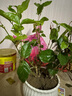 重瓣茉莉花盆栽浓香型南方四季开花带盆驱蚊绿植花卉室内阳台庭院 茉莉4~5棵带花苞发货【送郁金香高档陶瓷盆】 实拍图