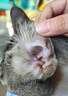 普安特宠物猫咪洗耳液耳螨狗狗滴耳液猫耳朵清洁耳垢臭痒漂护理液尔加分 实拍图