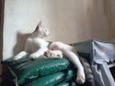 多特思（DOTUS）猫零食猫条混合口味15g*100支0添加0诱食剂成幼猫咪零食罐头湿粮 实拍图
