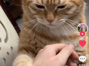 憨憨乐园猫抓板猫窝一体耐磨不屑猫爪窝立式双层瓦楞纸猫窝四季通用窝沙发 实拍图