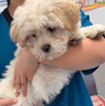 普欣诺瑞美犬贝狗狗细小特效专用犬瘟细小病毒抽搐拉血呕吐补充营养蛋白 1瓶免疫宝-补充营养 特效发货次日达 实拍图