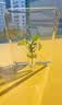 轻奢ins风创意透明相框花瓶 桌面摆件水培插花瓶 女神伴手礼礼物 透明款【新升级】*1个 实拍图