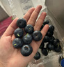 京鲜生 国产蓝莓 4盒18mm+装 125g/盒 生鲜水果 源头直发 包邮 实拍图