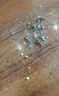 拜灭士拜耳蟑螂药蓝珠杀蟑胶饵虫卵双杀家用室内一窝端强力升级款12g 实拍图