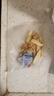 半山农灯芯草麦冬玉竹莲子组合270g儿童清心汤 海底椰小儿四神汤包材料 晒单实拍图