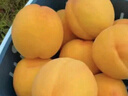 山姆大叔 山东蒙阴黄桃【闪送】黄金蜜毛桃脆甜桃子水果礼盒中秋节送礼品 SS级老树果王｜多仓鲜达【蕞甜】 净重2.5-3斤（尝鲜-较划算） 实拍图