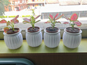 【整体高度约15-20cm】吉利红盆栽如意皇后万年红植物办公室桌面 吉利红+白南瓜盆【2盆】 花盆口径约为10cm 实拍图