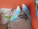 万宠汇 鸟活体虎皮鹦鹉笼养牡丹玄风活鸟学说话手养小太阳鹦鹉宠物鹦鹉 随机大头金彩鹦鹉2只公母可备注 实拍图