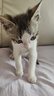 ROCCO&ROXIE幼猫全价无谷膨化猫粮 独立装小颗粒45%粗蛋白66%鸡肉 500g 实拍图