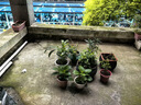 种花迷君子兰盆栽老苗带花苞四季好养多肉花卉绿植物室内圆头和尚大小苗 带土包成活特级大将军10-12片 不含盆 实拍图