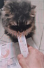 好主人猫条猫咪零食 喵舔酱火腿肠猫罐头白肉汤罐成猫幼猫通用营养开胃 喵舔酱10g*40条 实拍图