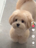 红狗 营养膏120g 猫咪营养膏猫营养膏狗狗猫咪维生素狗狗维生素宠物 实拍图