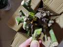 基地直发8年玫瑰老根老桩四季开花月季花苗室内阳台盆栽大花浓香 红玫瑰包对版四季开花【一颗 云南8年老桩 不含盆 实拍图