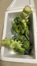 新鲜西兰花花椰菜青花菜西蓝花菜花当季时令新鲜蔬菜 新鲜青花带箱2斤【西兰花】 实拍图