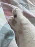 格吾安Boost 3-in-1™小圆盾全价鲜鸡肉烘焙猫粮多重营养1.5kg*1桶 实拍图