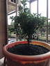 开时果 小叶赤楠盆景摆件 办公室桌面绿植花卉好养盆栽植物源头直发包邮 【热销款】舍得紫砂盆+黑石+底座 实拍图