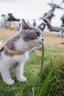 snowpaws猫咪牵引绳猫绳胸背带遛猫绳溜猫绳子背心宠物防挣脱逃脱背带链子 实拍图