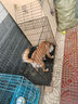 憨憨宠 狗笼猫笼 狗笼子小型犬带厕所幼犬折叠便携猫笼子宠物笼具兔笼 黑色 前出盘狗丝笼 85*61*71cm 实拍图