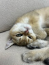 笑宠鱼油猫条100支整箱囤货三文鱼缓解掉毛猫零食罐头成幼猫猫条 鱼油猫条*100+猫草猫条*100 实拍图