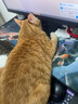 顽皮（Wanpy）Happy100果饭儿系列宠物零食猫罐头三文鱼80g*12罐 猫湿粮 实拍图