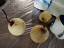 远达河北赵县鸭梨新鲜水果梨3/5/9斤新梨脆甜多汁梨子冰糖雪梨整箱 鸭梨净重4.5斤单果180g+ 实拍图