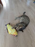 憨憨乐园猫玩具鱼猫薄荷逗猫猫抱枕草鱼幼猫宠物仿真猫咪鱼玩具非电动HD 实拍图
