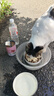 顽皮（Wanpy）果饭儿双拼犬粮添加鸡肉冻干拉布拉多比格宠物食品成犬幼犬专用 【升级款】鸡肉+三文鱼口味-10kg 实拍图
