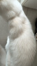 雪貂留香猫咪沐浴露宠物香波貂油系列升级款洗护一体抑菌驱螨520mL 实拍图