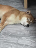 伯纳天纯生鲜系列全价通用犬粮深海御鲜(金枪鱼+三文鱼+鳕鱼)10kg/20斤 实拍图
