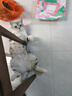 卫仕猫多维200片*3 猫用复合维生素片维生素b美毛宠物营养猫咪维生素 实拍图