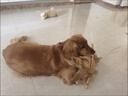 憨憨乐园狗狗磨牙棒幼犬耐咬狗骨头小中大型犬补钙泰迪洁齿宠物零食 大号 实拍图