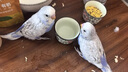 开元鹦鹉奶粉 260g+开元鹦鹉雏鸟蛋黄米奶粉伴侣 混合喂养不积食 实拍图