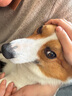 凯锐思 柯基狗粮 专用幼犬成犬小型犬幼犬粮专用粮 【经典款】4斤/袋 实拍图