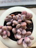牡丹钱串多肉植物招财进宝新手好养肉肉稀有品种盆栽花卉 2盆钱多多10-13头 塑料原盆栽好 晒单实拍图