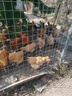 鲁立克兽用土霉素片鸡鸭鹅羊宠物狗用腹泻拉稀消炎猪用药沙门氏菌 土霉素片1000片/瓶【1瓶装】 实拍图