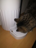 PAPIFEED自动喂食器猫咪小型智能投喂器定时定量喂猫器猫粮狗粮远程喂食机 实拍图