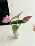 舒耐女士爽身香体走珠液依兰茉香50g 腋下止汗露干爽滚珠 实拍图