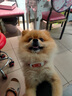 愛肯拿（ACANA）狗粮 鸭肉梨成犬幼犬 低敏去泪痕 全价通用原装进口粮2kg效期26/5 实拍图
