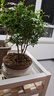 京云梦 清香胡椒木防蚊虫驱蚊草绿植盆栽客厅大苗+鸟语花香盆源头直发 实拍图