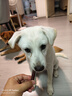 HELLOJOY狗狗零食宠物泰迪金毛幼犬成犬训练奖励 营养牛肉棒2.7斤 实拍图