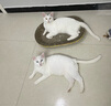 京东京造 生骨肉双拼全价猫粮-鸭肉生姜2kg 成幼猫冻干肠胃泪痕 实拍图